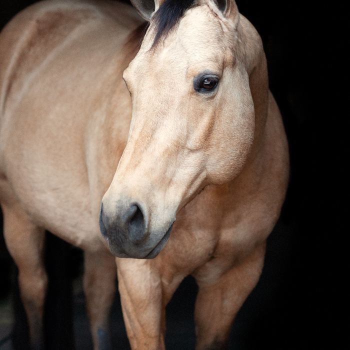 Equine portrait portfolio image