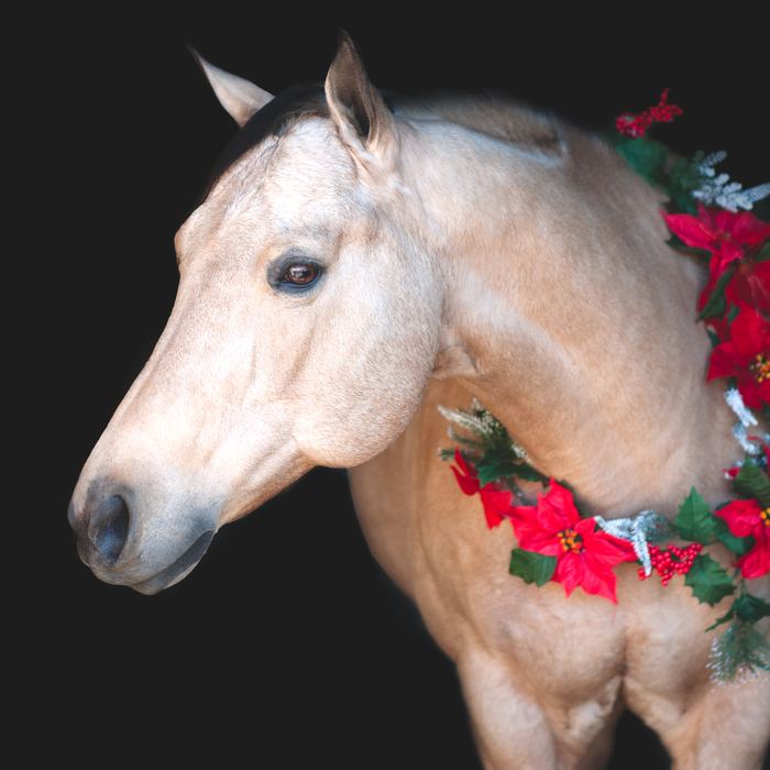 Equine portrait portfolio image