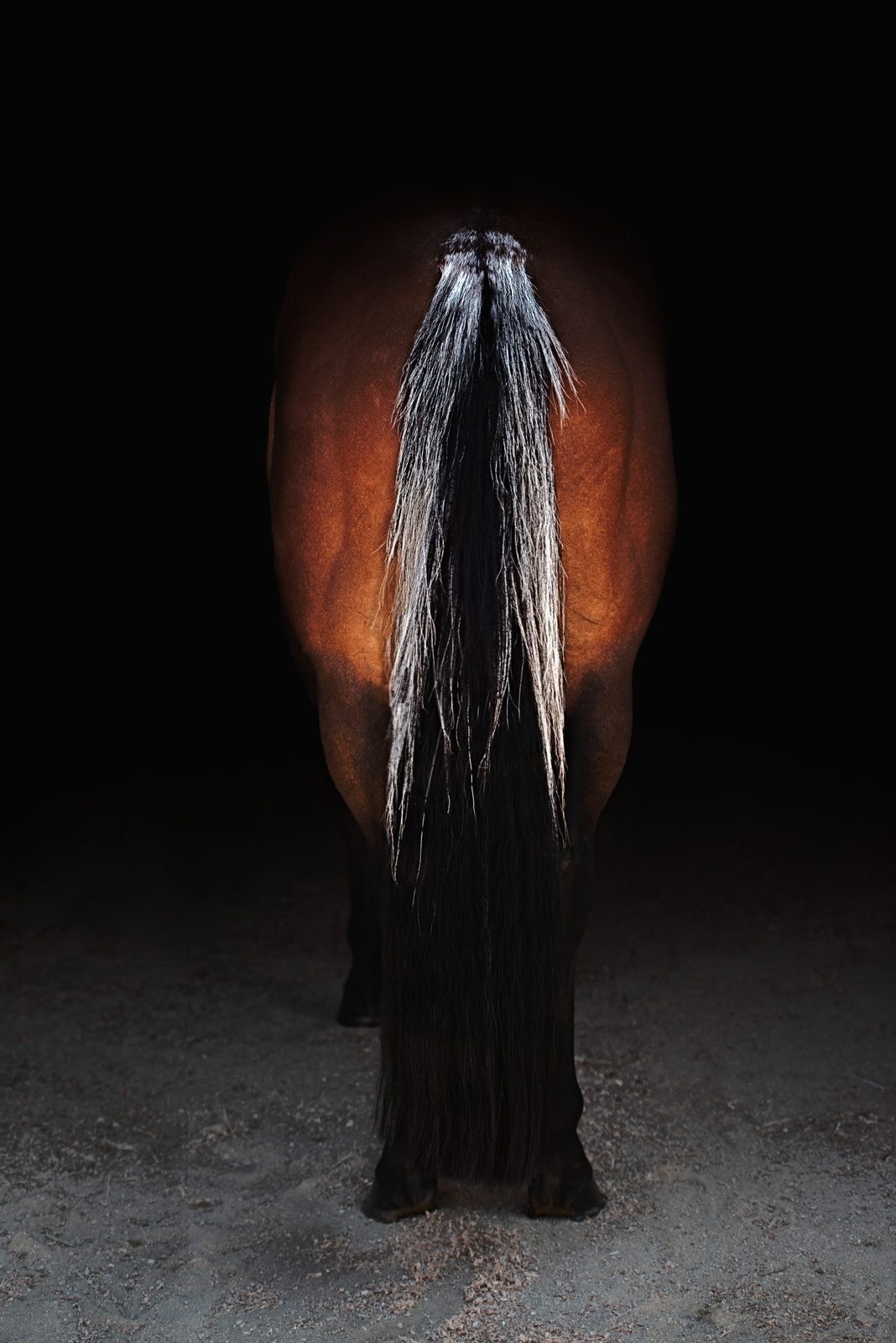 Fine art equine portrait by Bianca Equine Art