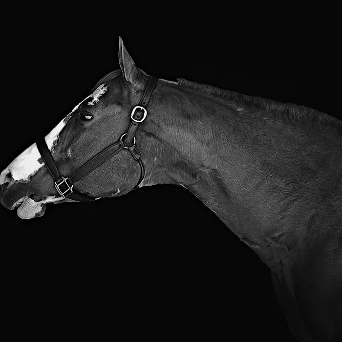 Equine portrait portfolio image